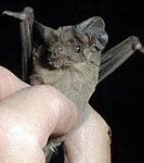 Image result for Free-Tailed Bat