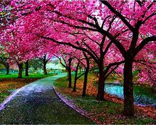 Image result for Japan Cherry Blossom Background
