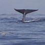 Image result for Biggest Blue Whale Ever