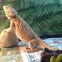 Image result for Bearded Dragon Memes