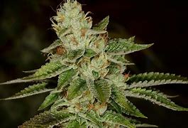 Image result for Fire OG Kush Seeds