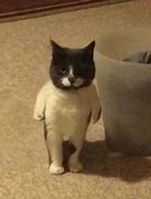 Image result for Cat with No Arms Meme