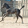 Image result for Marwari Horse Breed