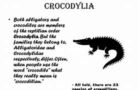 Image result for Alligator vs Crocodile Differences