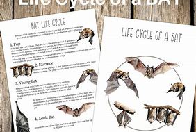 Image result for Life Cycle of a Bat Craft