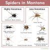 Image result for Montana Spiders Identification Chart