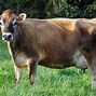 Image result for Diry Cow Looking