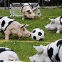 Image result for Animlas Playing Soccer