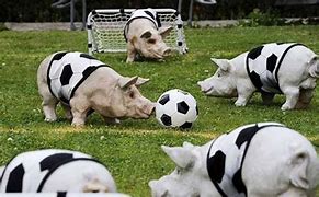Image result for Funny Animals Playing Soccer