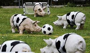 Image result for Animlas Playing Soccer