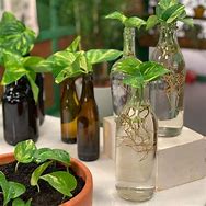 Image result for Vines That Grow in Water