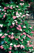 Image result for Shade-Loving Climbers