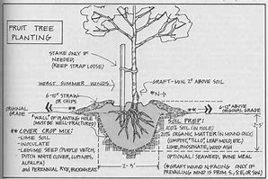 Image result for Dwarf Fruit Trees Peach