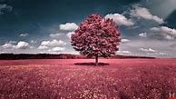 Image result for Extremely Girly Background