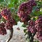 Image result for Grapevine in Israel