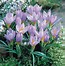 Image result for Crocus Firefly