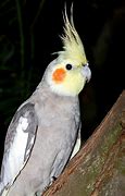 Image result for Nymphicus Cacatuidae