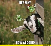 Image result for Goats in Trees Meme