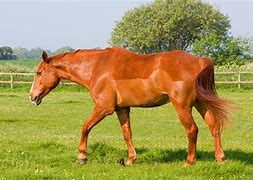 Image result for Chelsea Davis Horse