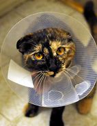 Image result for Cat Spay