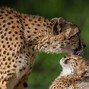 Image result for Mammals Pic