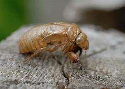 Image result for Cicada Skin