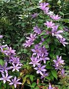 Image result for Clematis Dorothy Walton