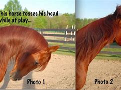 Image result for Horse Head Tossing