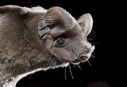 Image result for New Mexico Bats