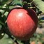 Image result for Dwarf Gala Apple Tree