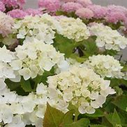 Image result for Hydrangea macrophylla Endless Summer The Bride