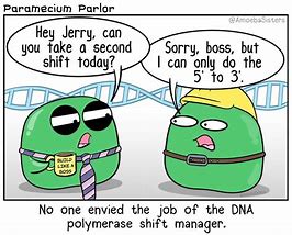 Image result for Meme On DNA Replication and RNA Polymerase