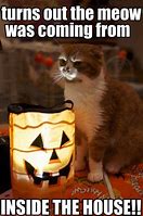 Image result for Pirate Cat Meme