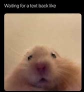 Image result for Zig's The Hamster Meme