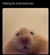 Image result for Broke Hamster Meme