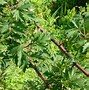 Image result for Rubus fruticosus Thornless Evergreen