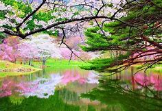Spring is at its height in Japanese gardens. | GoWithGuide