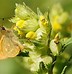 Image result for Yellow Rattle Plant