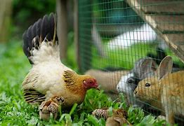 Image result for Chicken and Rabbit