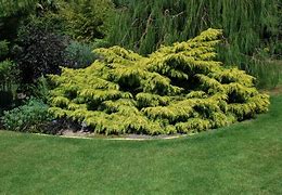 Image result for Juniperus chinensis Goldschatz