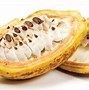 Image result for Cocoa Bean Seeds