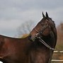 Image result for Pretty Thoroughbred