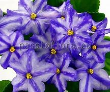 Image result for Chimera Plant