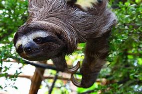 Image result for 3 Toed Sloth