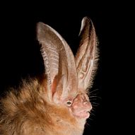 Image result for Big Ear Bat