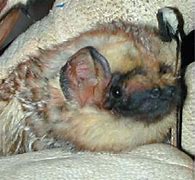 Image result for Bat Species in Louisiana