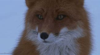 Image result for Fox CFB Vimeo Intro