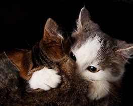 Image result for Kitten Couple