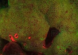 Bildergebnis für Coral reef fluorescence