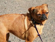 Image result for Crazy Dog Mixes